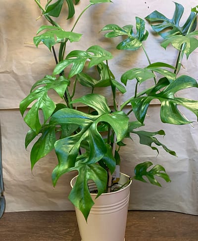 Plants and Pots